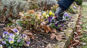 Fleurs dès février au jardin : ces vivaces explosent si vous faites ce geste de coupe que peu tentent l’hiver