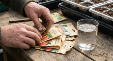 Graines de l&rsquo;an passé : ce test express avec un simple verre révèle en 3 minutes celles à jeter avant semis