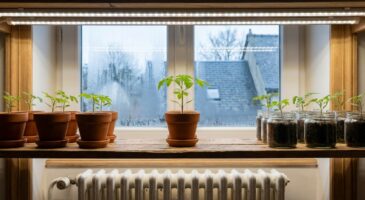 Ils réussissent leurs semis de tomates en janvier : sans cette lampe discrète, vos plants sont condamnés à filer