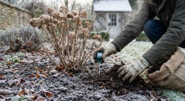 Janvier décide déjà de la couleur de vos hortensias : ces 4 gestes méconnus à faire tout de suite au pied de l’arbuste