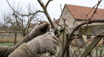 Jardin : ces arbres fruitiers à tailler en janvier, surtout pas en fin d’hiver, si vous tenez à votre récolte