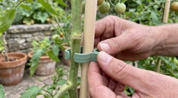Jardin : cette erreur de tuteur que font tous les jardiniers étrangle vos plantes et ruine toute la saison
