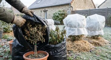 Jardin : cette protection d’hiver que 8 jardiniers sur 10 utilisent peut tuer vos arbustes en une nuit