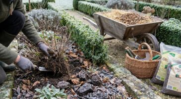 Jardin en hiver : ces vivaces doivent être divisées avant fin janvier si vous voulez un printemps spectaculaire