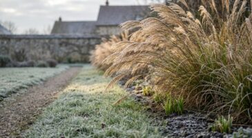 Jardin : plantez dès maintenant ces plantes de bordure (et surtout pas en fin d&rsquo;hiver) pour un printemps bluffant
