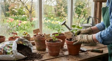 Jardiniers : plantez ces deux fleurs en février, vous ne reconnaîtrez plus votre jardin au printemps