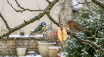 Les vrais amoureux des oiseaux gardent toujours cet accessoire du panier à linge sur eux : en hiver, il peut les sauver