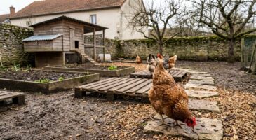 Marre de la gadoue au poulailler ? Cet aménagement malin protège vos poules et sauve votre jardin