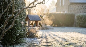 Mésanges au jardin en hiver : ce rendez-vous matinal précis qui les fait revenir chaque jour… ou fuir votre mangeoire