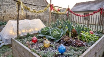 Ne les jetez surtout pas : vos décos de Noël peuvent sauver votre potager d’hiver grâce à 4 usages insoupçonnés