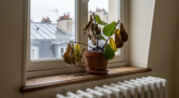 Plantes d’intérieur : terre humide, feuilles sèches ? Cette erreur d’arrosage hivernal qui les fait mourir à petit feu