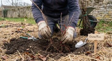 Plantez ces 3 arbustes à petits fruits en ce moment : sinon vous passerez à côté de récoltes bien avant l&rsquo;été