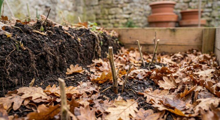 Potager : arrêtez d’arracher ces restes cachés sous terre, ce geste « négligé » enrichit votre sol tout l’hiver