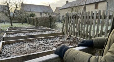 Potager : ce choix surprenant que font les plus malins en janvier pour limiter ravageurs et maladies au printemps