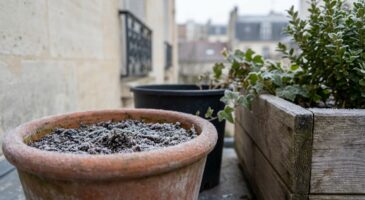 Terre cuite, plastique ou bois : ce type de pot sauve vos plantes du gel quand tous les autres les condamnent