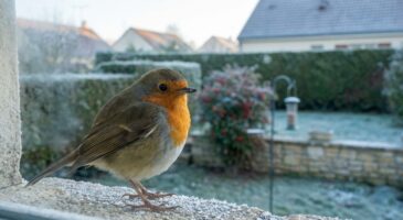 Un oiseau devant votre fenêtre le matin : ce qu’il dit de votre jardin et l’erreur que vous faites sans le savoir