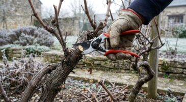 Vigne non taillée en janvier : cette erreur que vous paierez l&rsquo;été, mais ces gestes peuvent encore sauver votre récolte