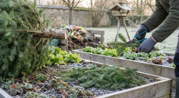 Vous alliez le jeter : ce sapin de Noël peut en fait devenir l&rsquo;allié inattendu de votre potager cet hiver