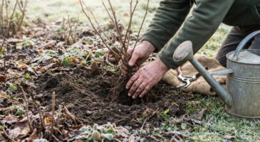À planter avant mars : ce petit arbuste fruitier peut donner 5 kg de baies, sinon vous perdez 40 % de récolte