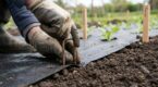 Action : ce petit accessoire de jardin à moins de 2 € fixe enfin votre paillage avant que le vent ne ruine tout