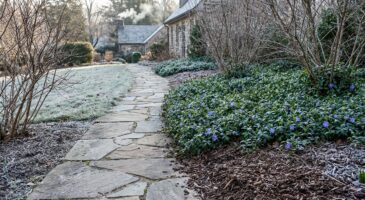 Allée de jardin tristounette : cette plante couvre-sol la réveille dès début mars si vous la plantez maintenant