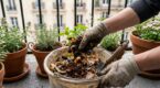 Arrêtez d’acheter du terreau : ces deux déchets de cuisine suffisent pour remplir tous vos pots ce printemps