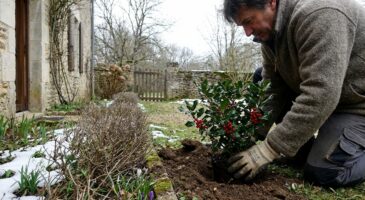 Avant début mars, cette plante porte-bonheur aux baies rouges que tout le monde s&rsquo;arrache promet chance et renouveau