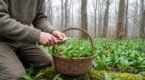 Avant le printemps, cette plante sauvage comestible envahit les sous-bois… une erreur peut être mortelle