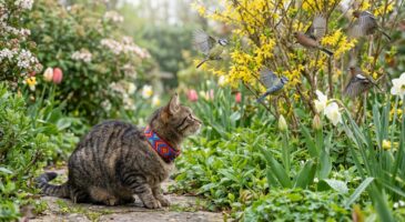 Avant le printemps, votre chat va chasser : cet accessoire coloré réduit ses proies de moitié sans le frustrer