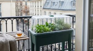 Balcon glacé, légumes chers : ce kit potager avec mini-serre à 13 € chez B&M change tout cet hiver