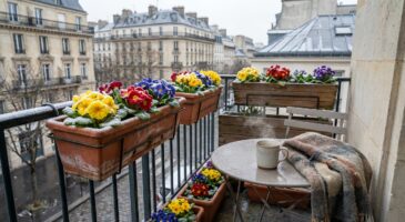 Balcon gris : cette petite fleur vivace le transforme en petits soleils dès février, mais vous l&rsquo;ignorez