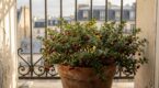 Balcons, terrasses : ce petit fruitier exotique à cultiver en pot affole les jardiniers français en 2026