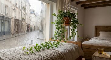 Buée, draps collants, gorge irritée : cette plante grimpante absorbe l’humidité de votre chambre sans bruit