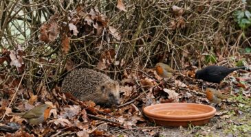 Ce détail dans votre haie sauve les hérissons et ramène les oiseaux dès la fin de l&rsquo;hiver