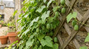 Ce fruit façon mini pastèque, à semer dès mars, pourrait détrôner les tomates fragiles au mildiou