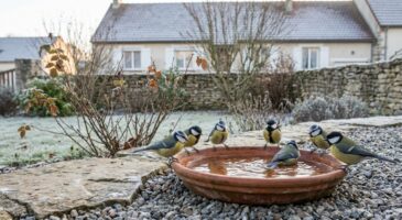 Ce geste gratuit au jardin qui retient les mésanges tout l’hiver (et que presque tout le monde oublie)