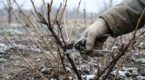 Ce geste venu de Pologne à faire absolument en février sur vos groseilliers peut les couvrir de fruits tout l’été