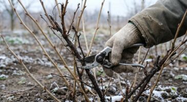 Ce geste venu de Pologne à faire absolument en février sur vos groseilliers peut les couvrir de fruits tout l’été