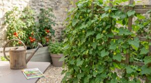 Ce mini-fruit grimpant a pris la place de mes tomates au potager, et si vous en cultivez vous risquez de tomber de haut