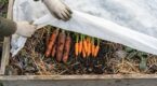 Ce semis malin permet de récolter des carottes toute l’année, même en hiver, mais peu de jardiniers le font