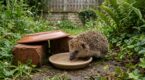 Ce simple accessoire de cuisine peut sauver les hérissons dès le retour des beaux jours, et vous l’avez déjà