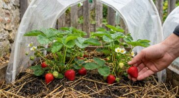 Ce type de fraisier méconnu offre des récoltes non-stop jusqu&rsquo;en automne si vous le plantez au bon moment