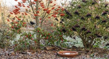 Ces 3 arbustes manquent à votre jardin : plantez-les fin d’hiver pour le remplir d’oiseaux toute l’année