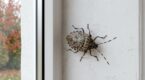 Ces petites punaises marron chez vous signalent un problème discret à ne surtout jamais ignorer