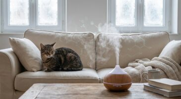 Cette habitude avec les huiles essentielles empoisonne le foie de votre chat sans que vous ne le remarquiez