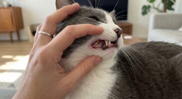 Chat : cette ligne rouge sur la gencive touche 70 % des félins et peut cacher une douleur insoupçonnée