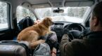 Chien en voiture : cette façon de l’installer à l’arrière, jugée pratique, est en réalité la plus dangereuse