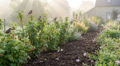 Début mars : ce projet de haie gourmande qui transforme un simple jardin en refuge pour oiseaux et abeilles