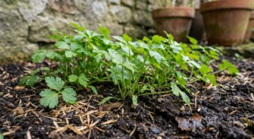 En hiver, cette herbe aromatique japonaise adore les jardins français, se sème dès février et reste méconnue