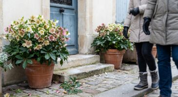 Entrée éclatante en plein hiver : cette vivace méconnue rend vos voisins jaloux, ne l’ignorez plus au jardin